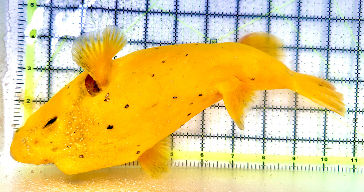 Golden Pufferfish GP101101 WYSIWYG Male Size: SHOW 11" approx