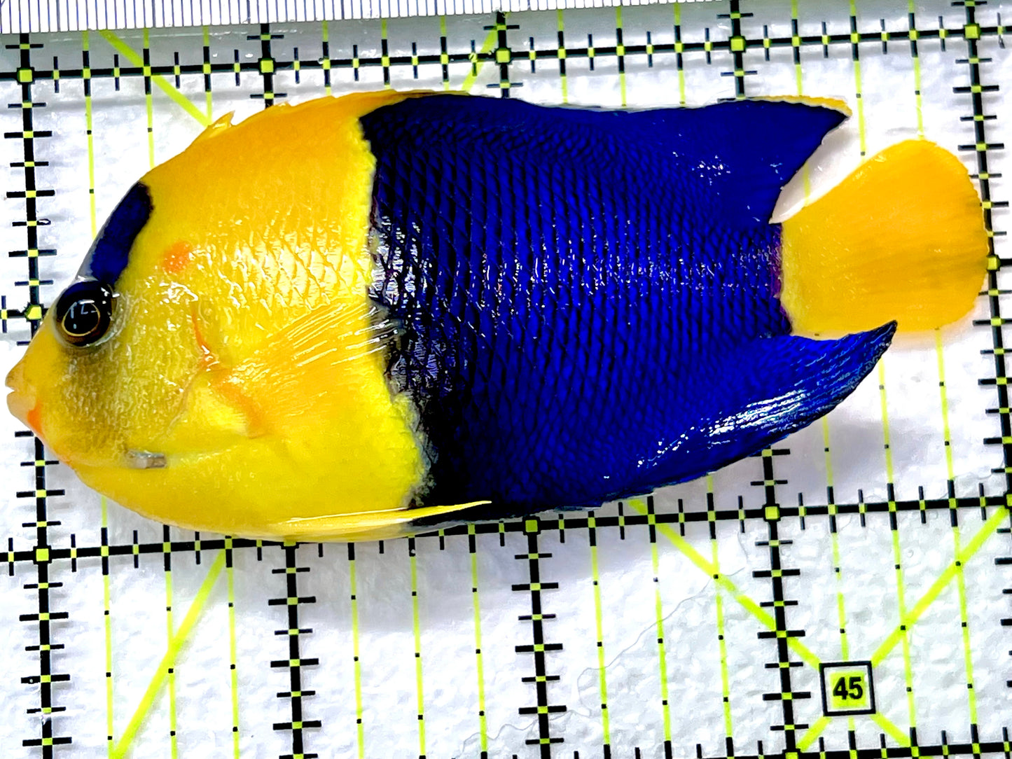 Bicolor Angelfish BA090201 WYSIWYG Size: SHOW 4" approx