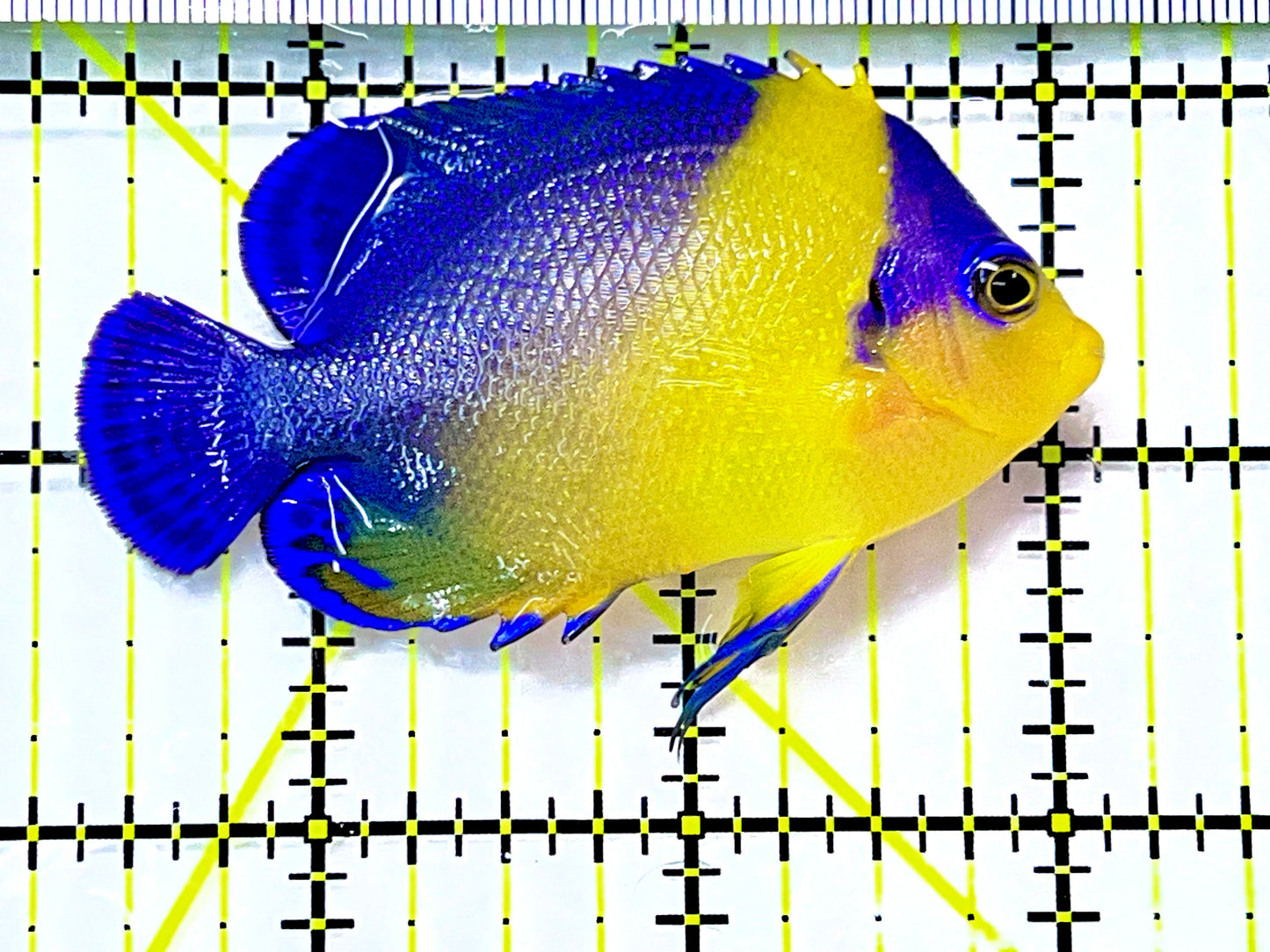Venustus Angelfish VA090201 WYSIWYG Size: M 2.75" approx