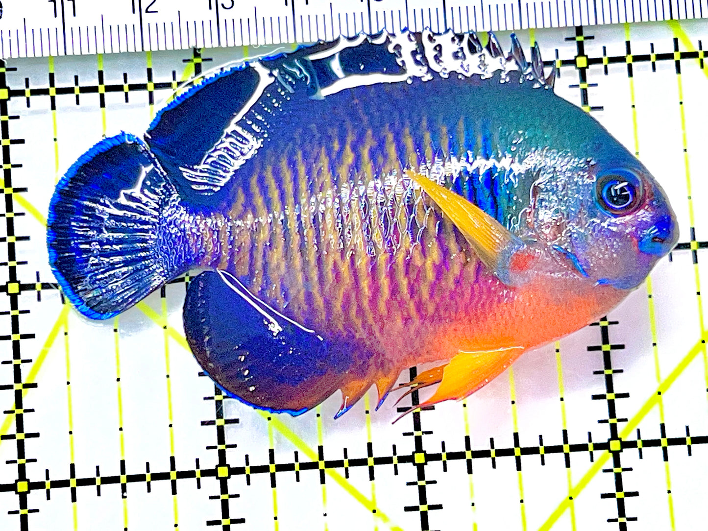 Coral Beauty Angelfish CBA090201 WYSIWYG Size: L 3.25" approx