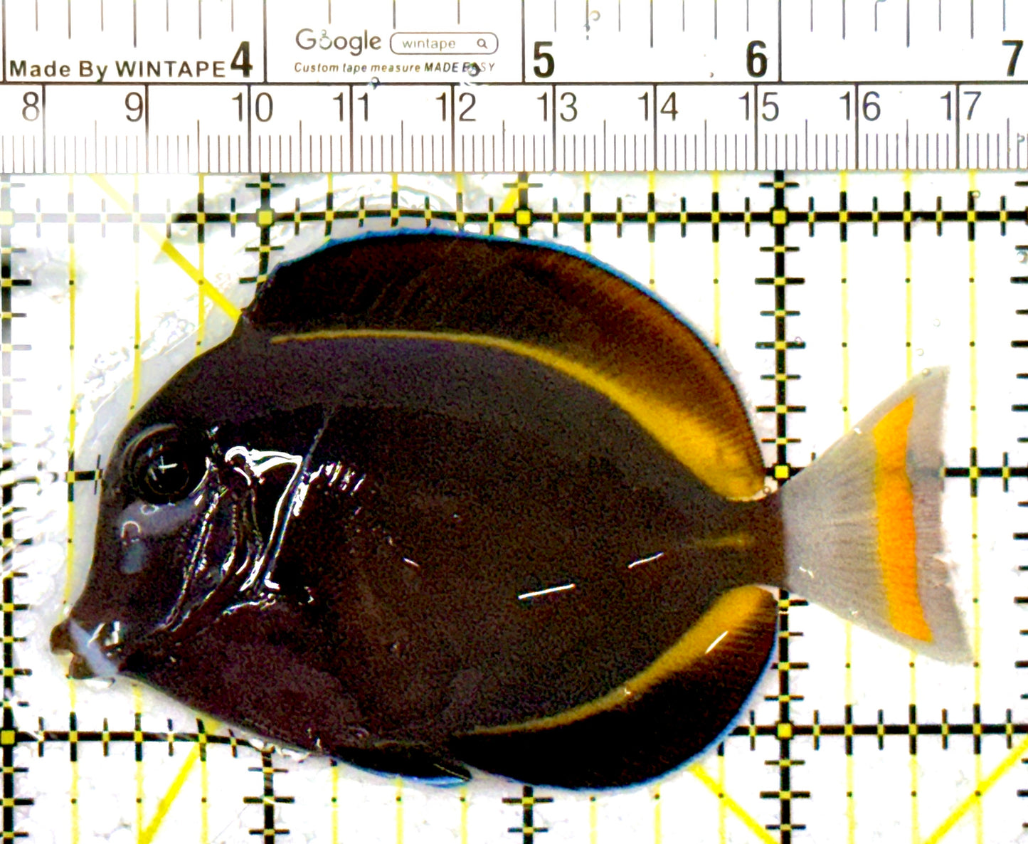 Gold Rim Tang GRT111906 WYSIWYG Size: ML 3.5" approx