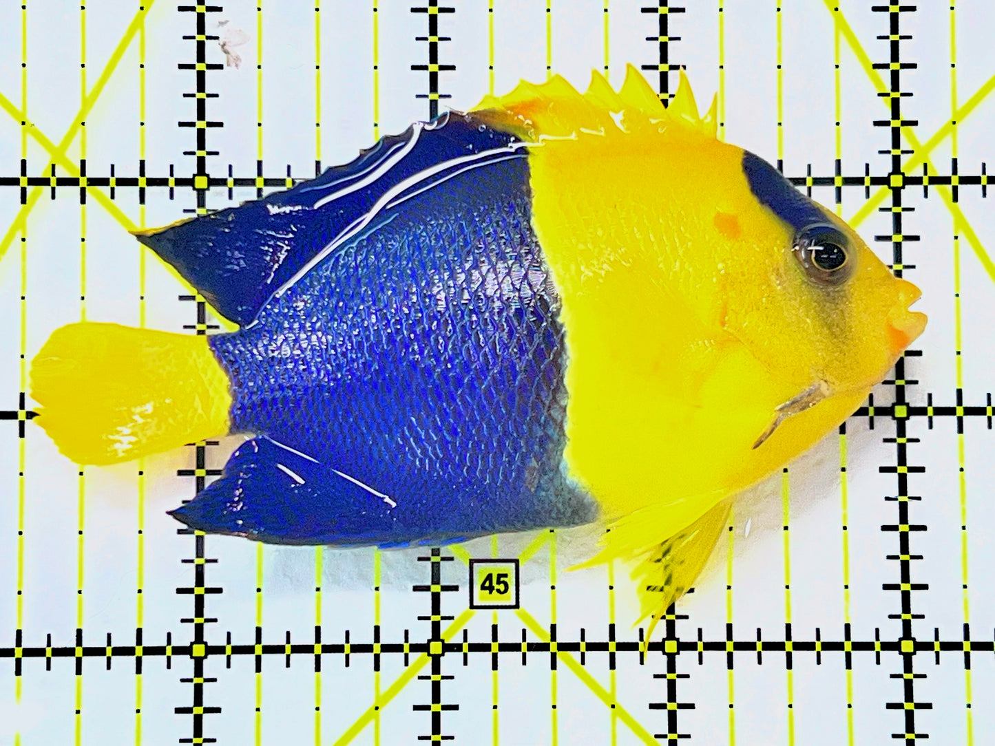 Bicolor Angelfish BA090202 WYSIWYG Size: SHOW 3.75" approx