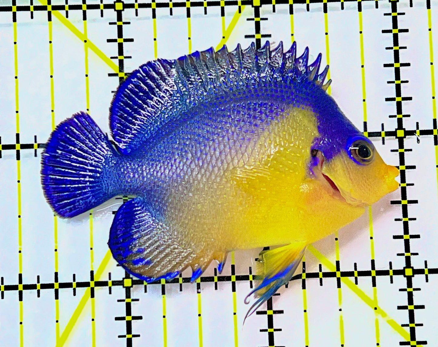 Venustus Angelfish VA090202 WYSIWYG Size: M 2.5" approx