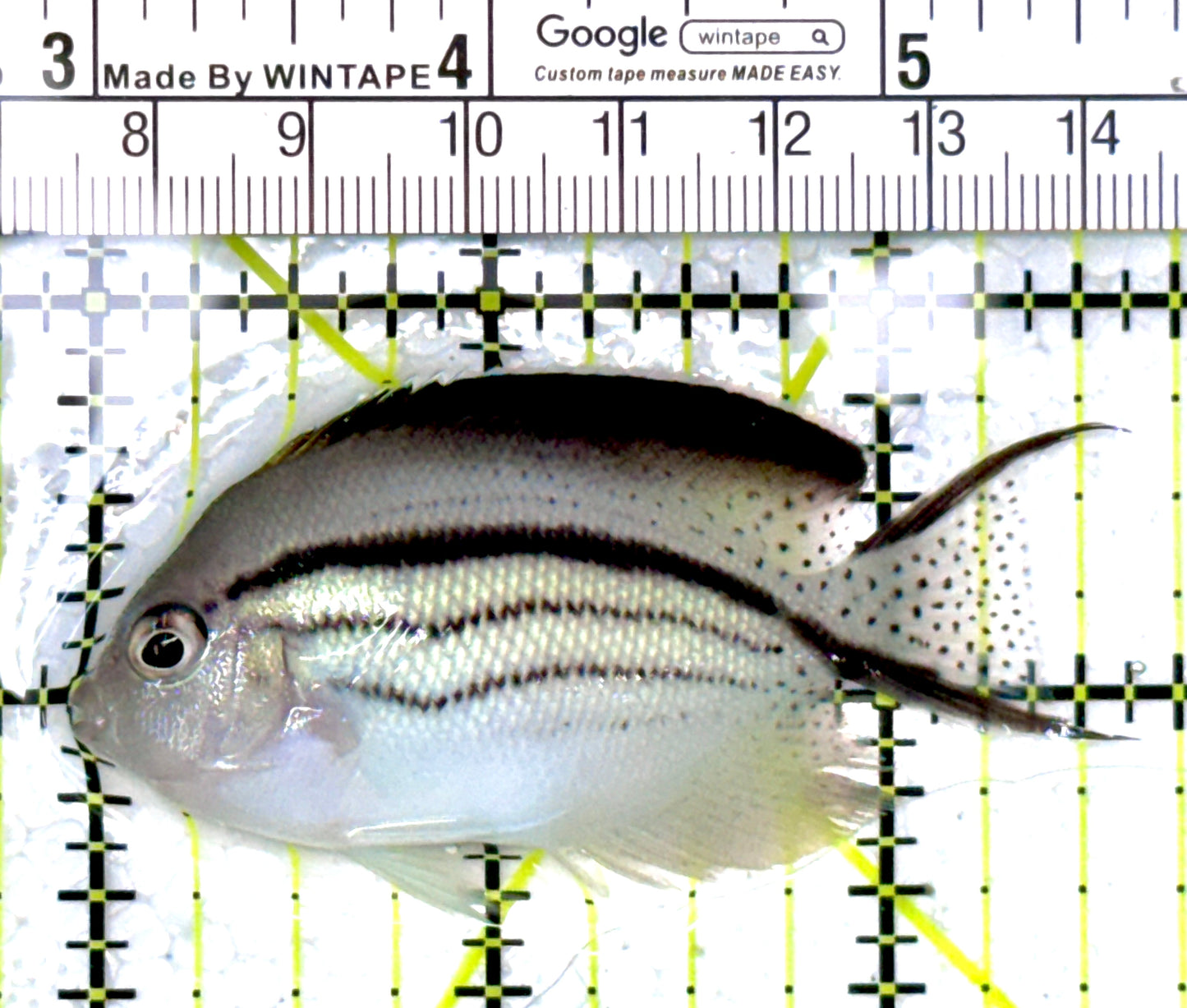 Lamarck Angelfish Female LAF111802 WYSIWYG Size: M 2.75" approx