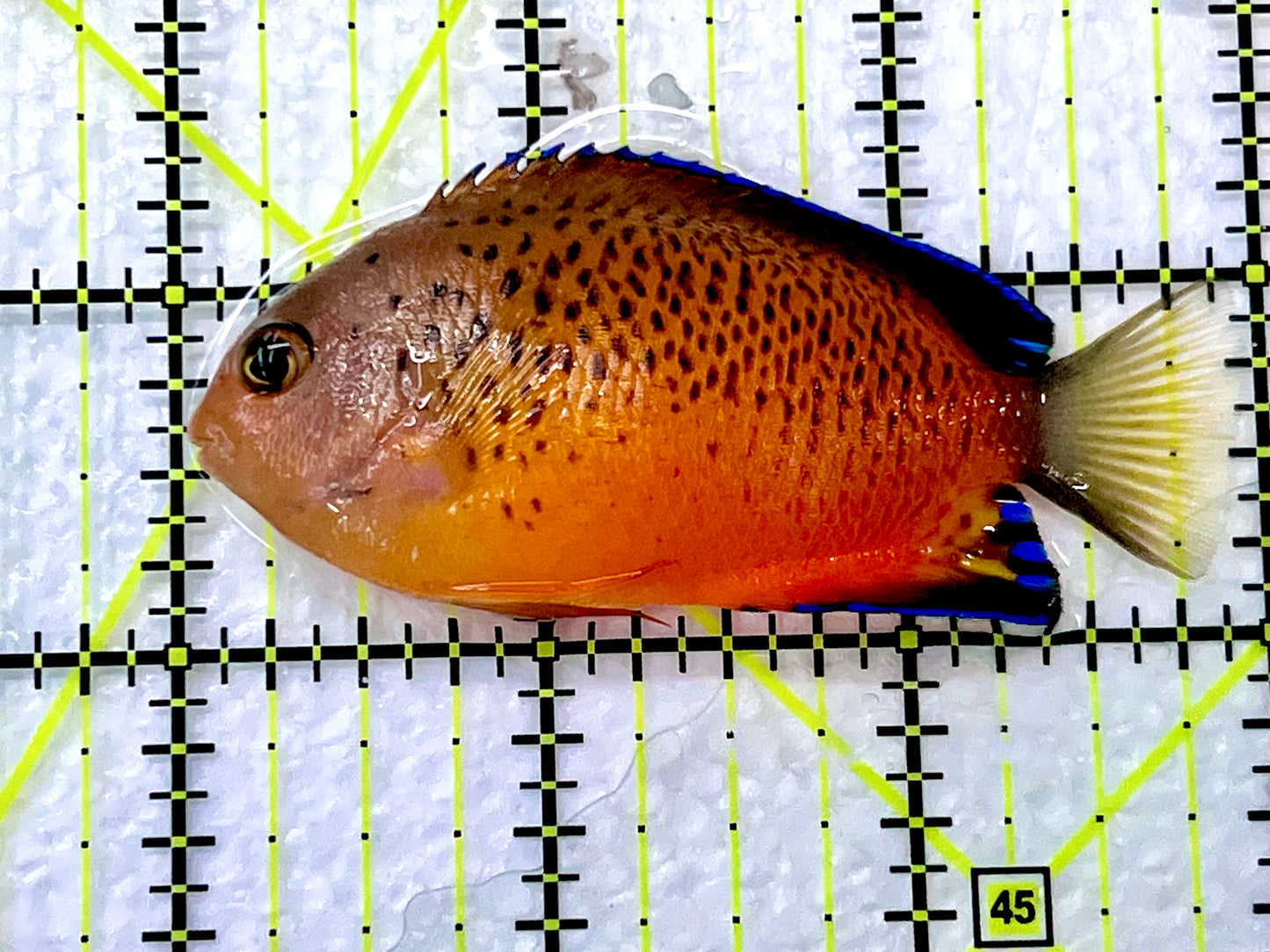 Rusty Angelfish RA090201 WYSIWYG Size: L 3" approx