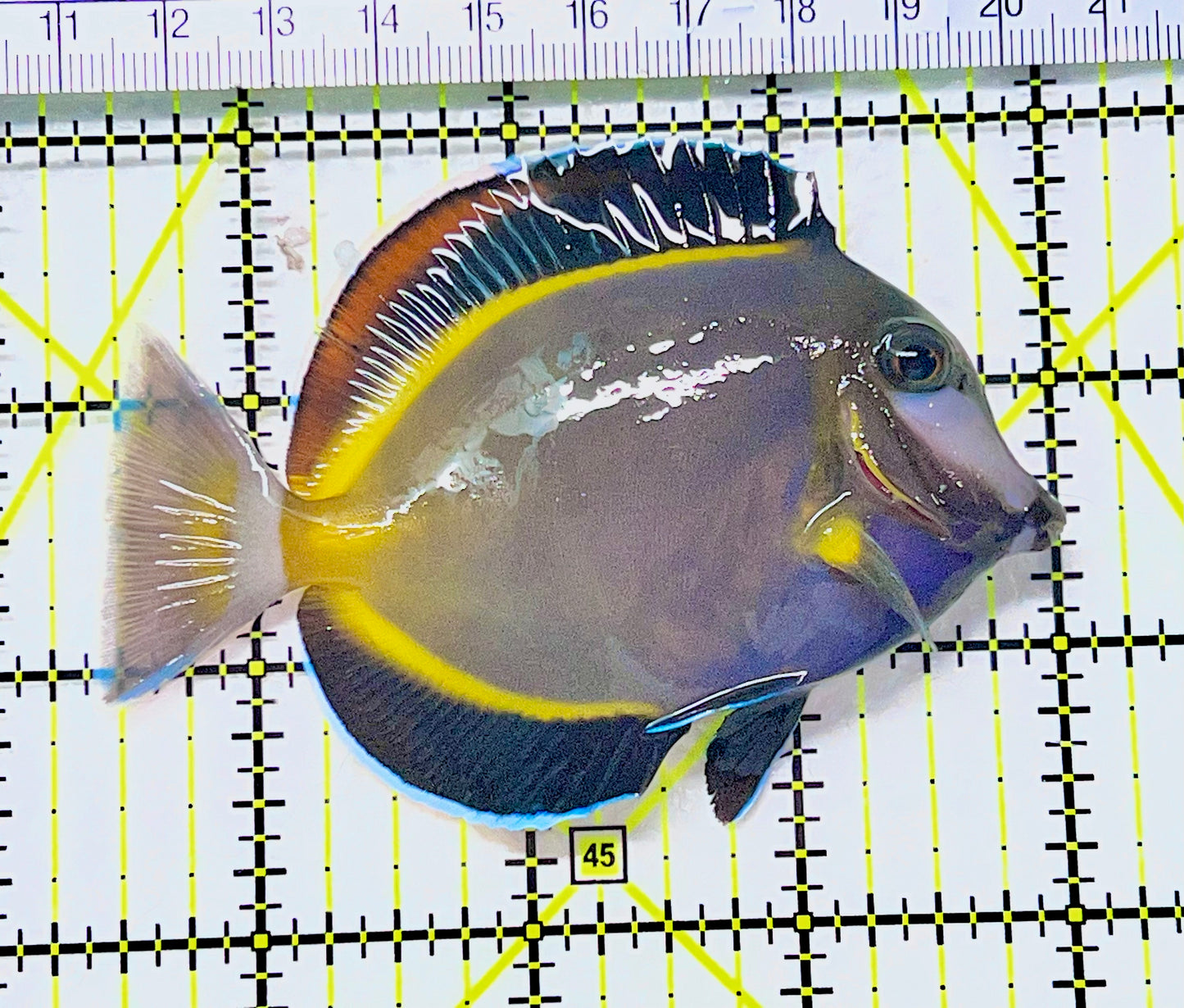 Powder Brown Tang PBT090201 WYSIWYG Size: L 3.5" approx