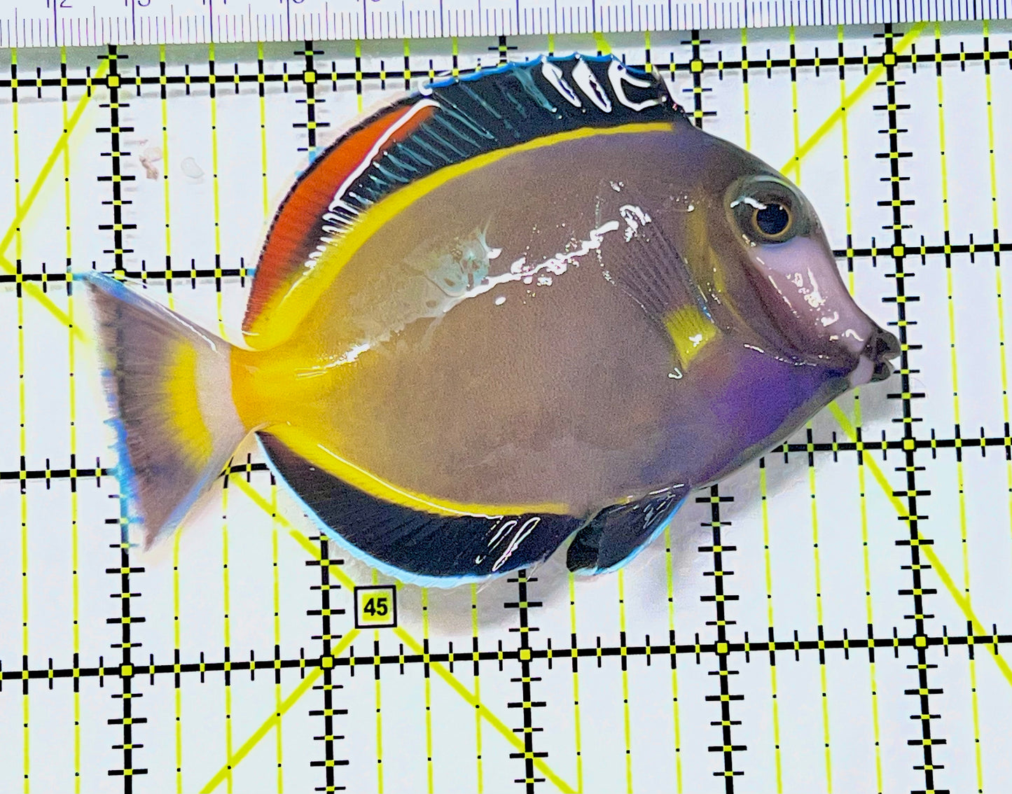 Powder Brown Tang PBT090202 WYSIWYG Size: XL 4.25" approx