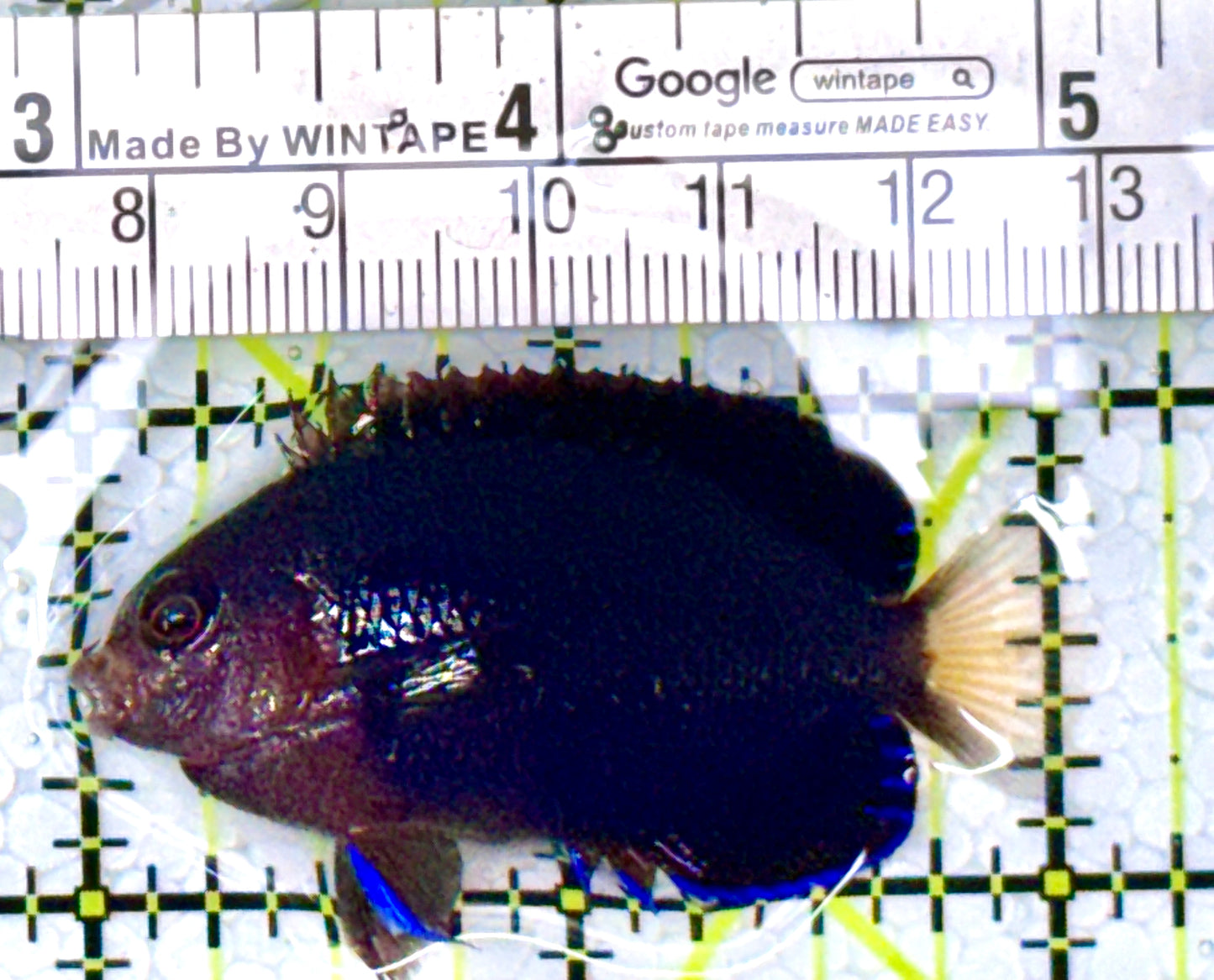 Royal Blue Pygmy Angelfish RBPA111903 WYSIWYG Size: M 2" approx
