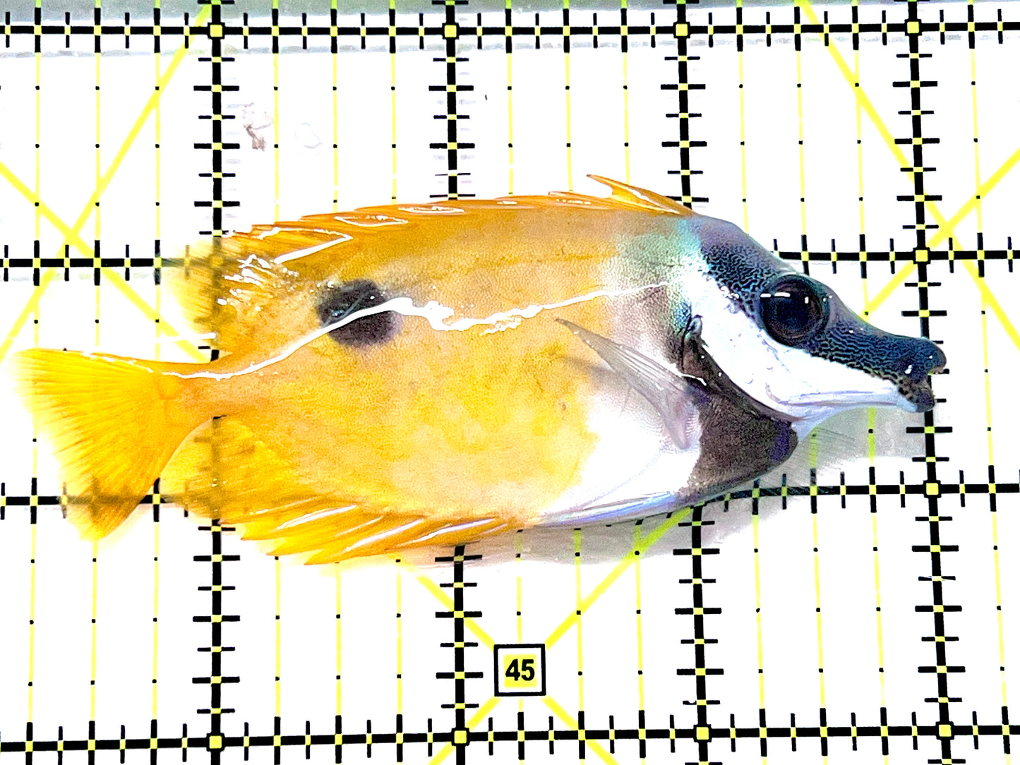 Onespot Foxface OF090201 WYSIWYG Size: ML 3.75" approx