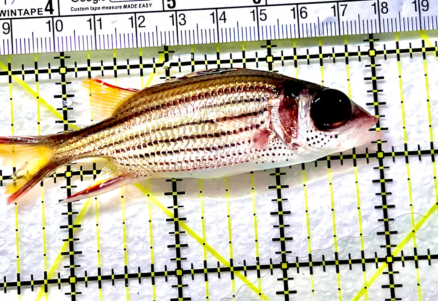 Striped Squirrelfish SS090201 WYSIWYG Size: ML 3.5" approx