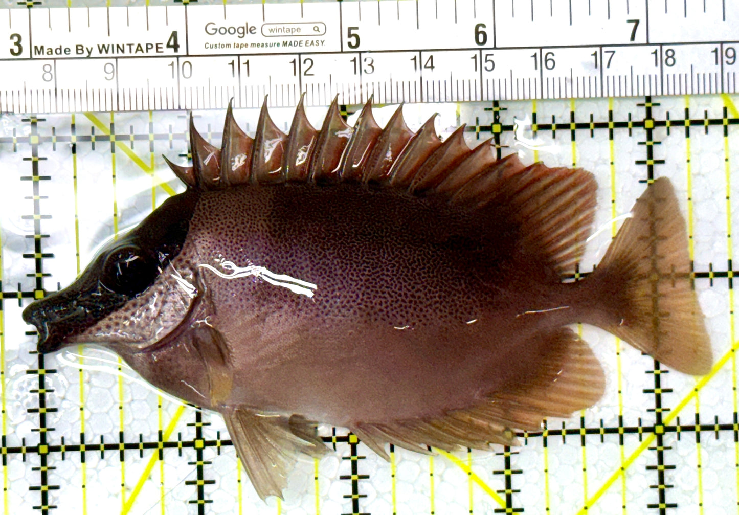 Magnificent Foxface MF111903 WYSIWYG Size: ML 4.5" approx