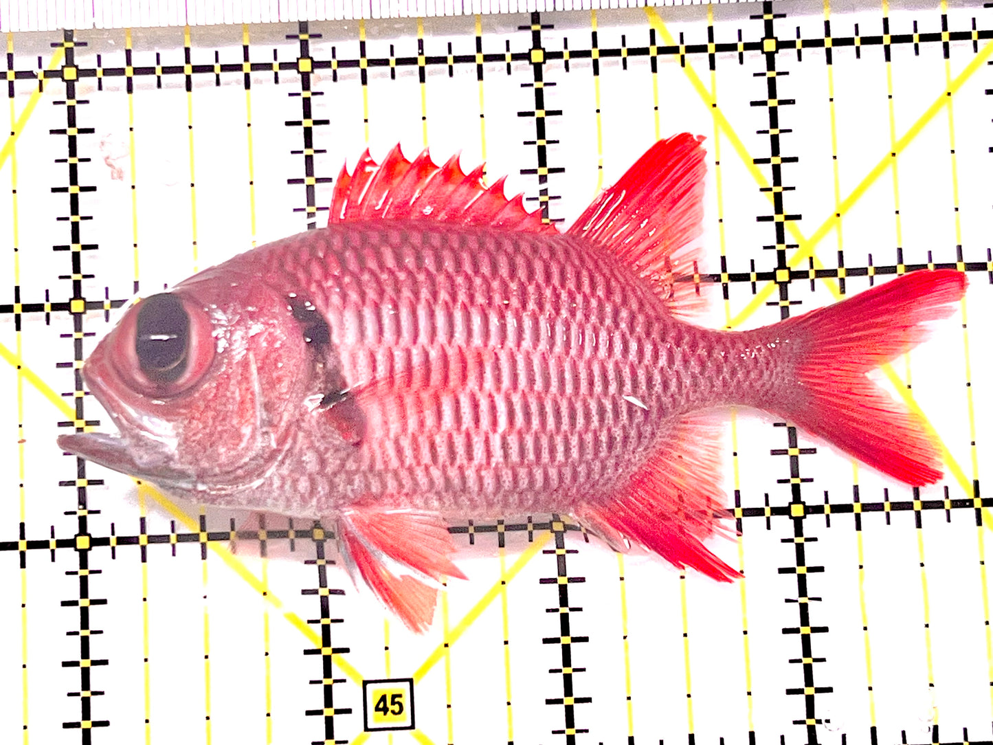 Red Soldier Fish RSF090201 WYSIWYG Size: M 3.75" approx