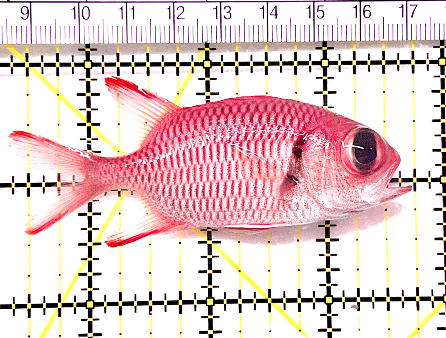 Red Soldier Fish RSF090202 WYSIWYG Size: M 3.25" approx