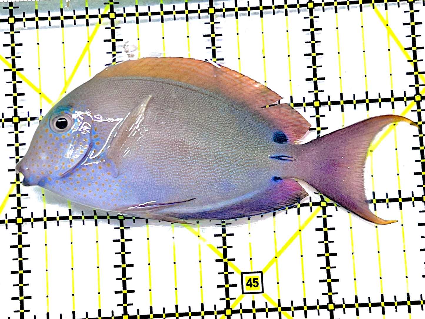 Lavender Tang LT090201 WYSIWYG Size: M 4" approx