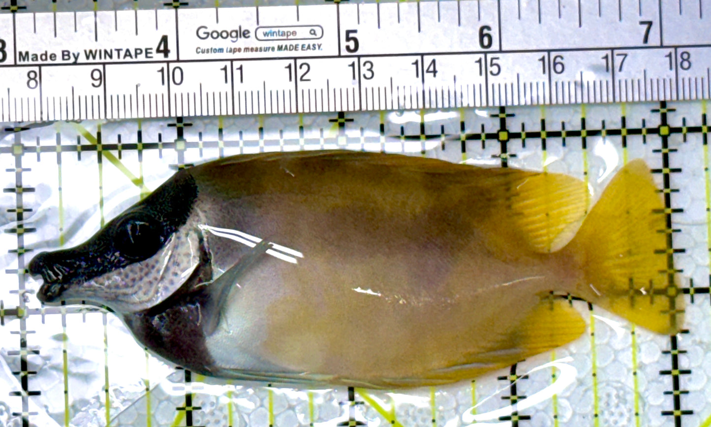 Onespot Foxface OF111901 WYSIWYG Size: M 4"