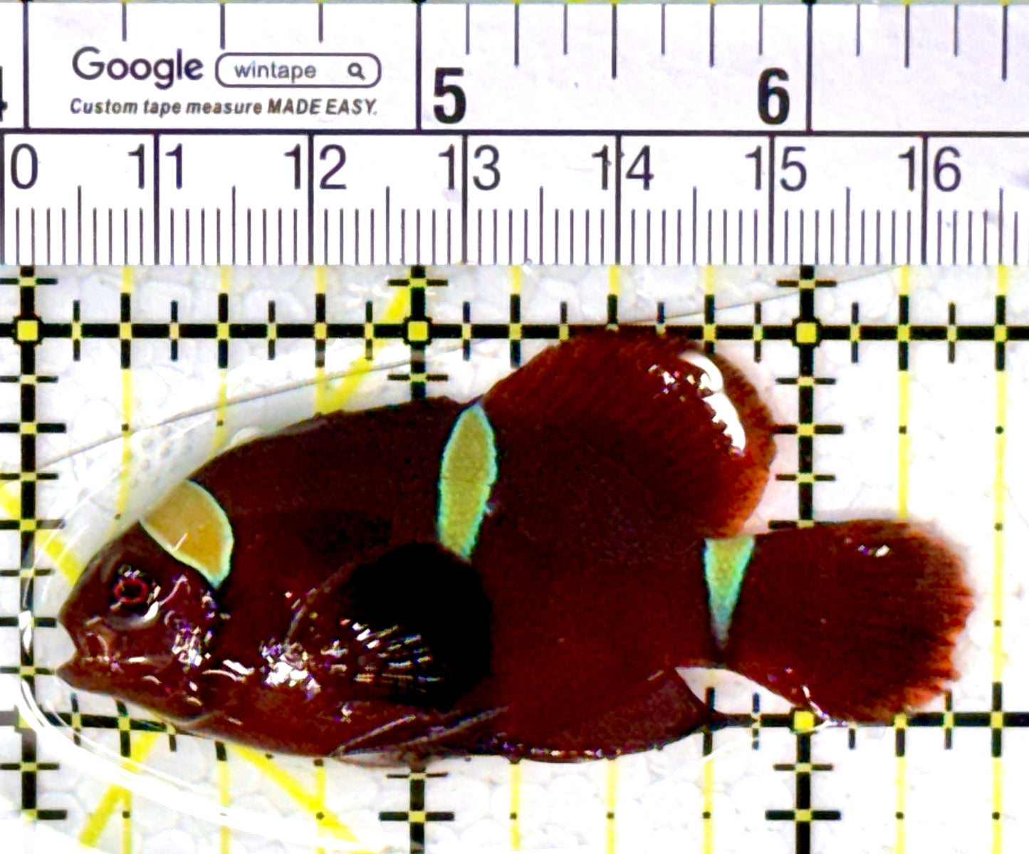 Gold Bar Maroon Clownfish Bali Grade A (Wild Caught) GBMCBGA111906 WYSIWYG Size: ML 2.25" approx