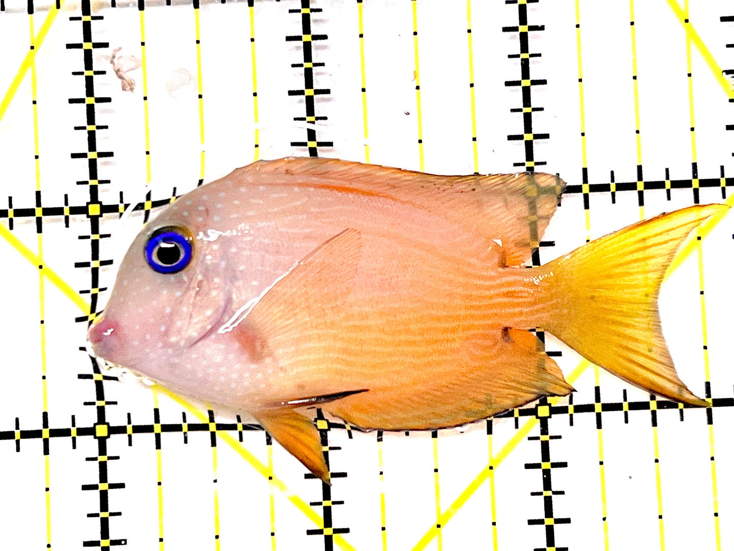 Blue Eye Kole Tang BEKT090201 WYSIWYG Size: M 2.75" approx