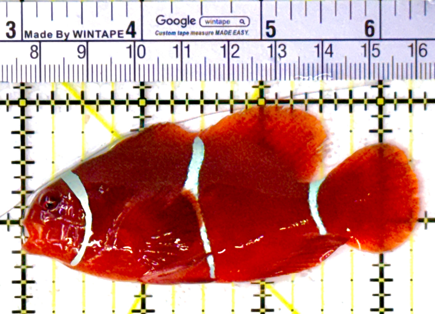 White Stripe Maroon Clownfish WSMC111903 WYSIWYG Size: L 3.25" approx