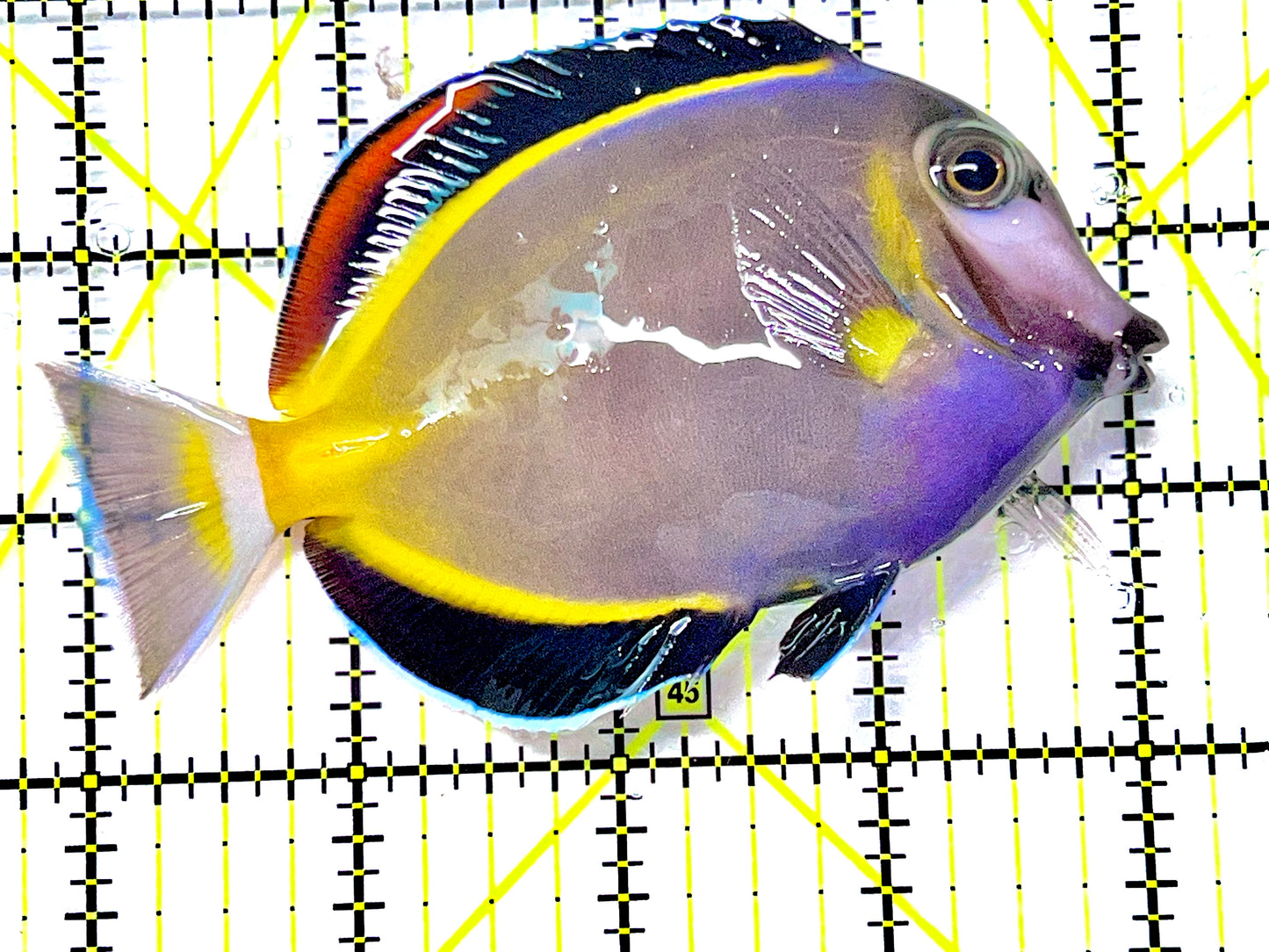 Powder Brown Tang PBT090203 WYSIWYG Size: XL 4.25" approx