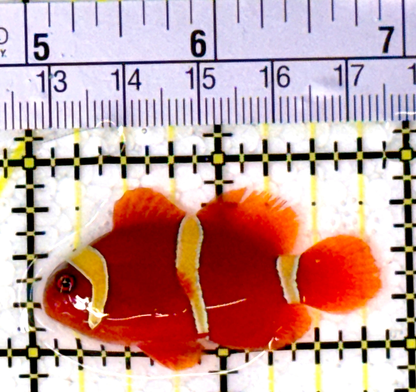 Gold Bar Maroon Clownfish Bali Grade A (Wild Caught) GBMCBGA111907 WYSIWYG Size: M 1.75" approx