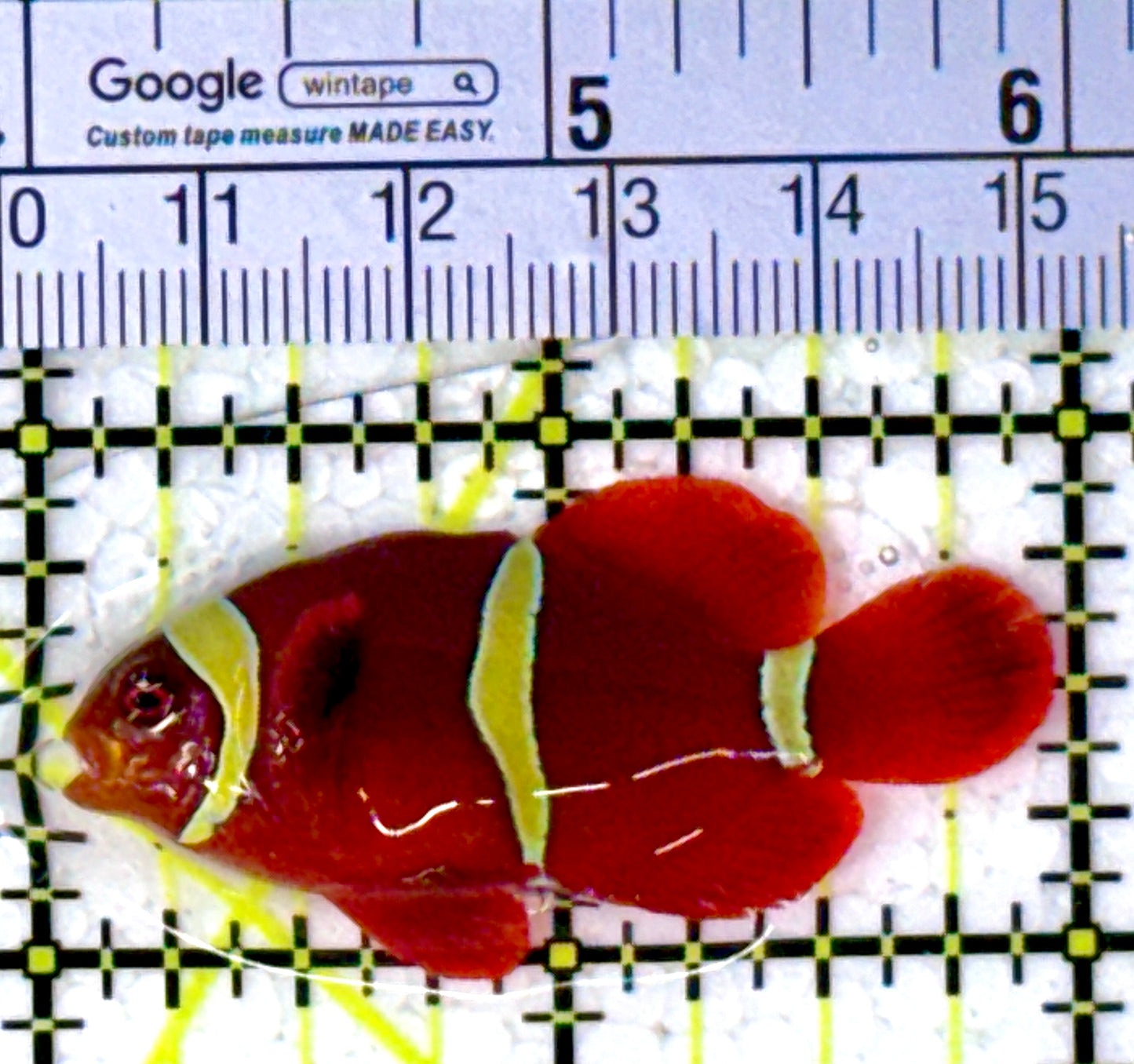 Gold Bar Maroon Clownfish Bali Grade A (Wild Caught) GBMCBGA111908 WYSIWYG Size: M 1.75" approx