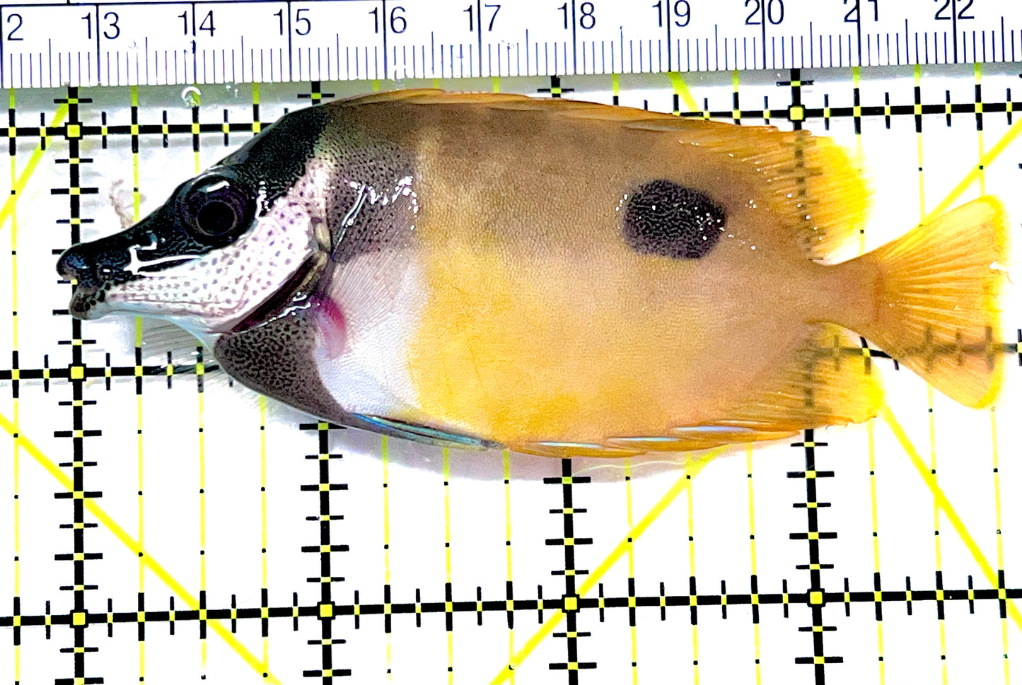Onespot Foxface OF090202 WYSIWYG Size: ML 3.75" approx