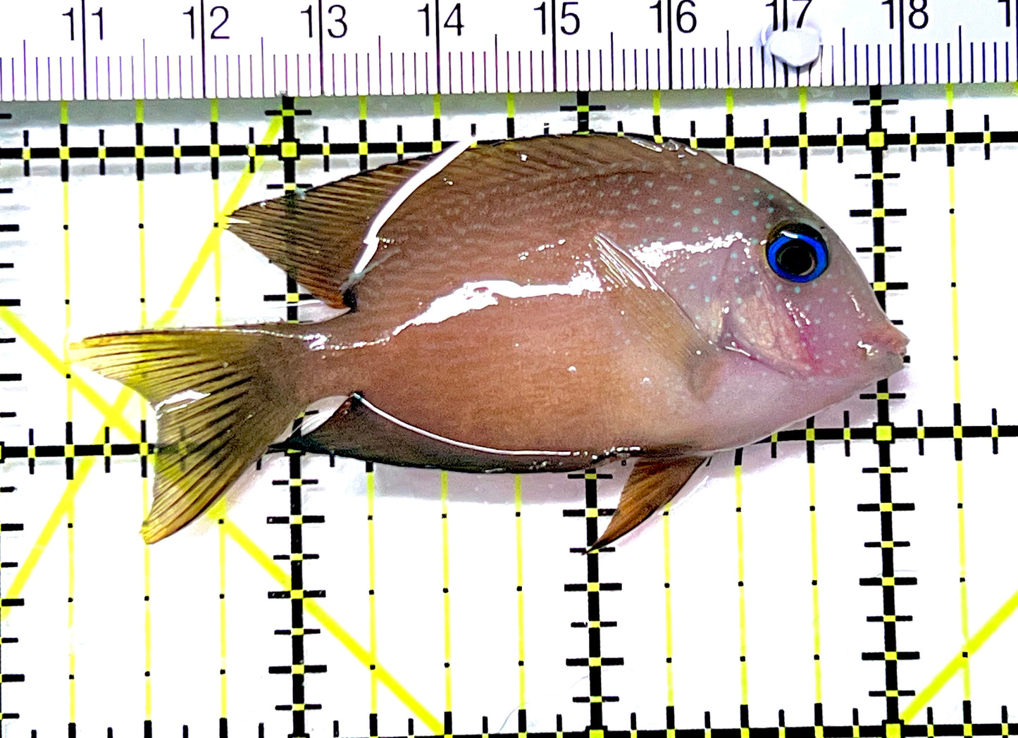 Blue Eye Kole Tang BEKT090202 WYSIWYG Size: M 2.75" approx