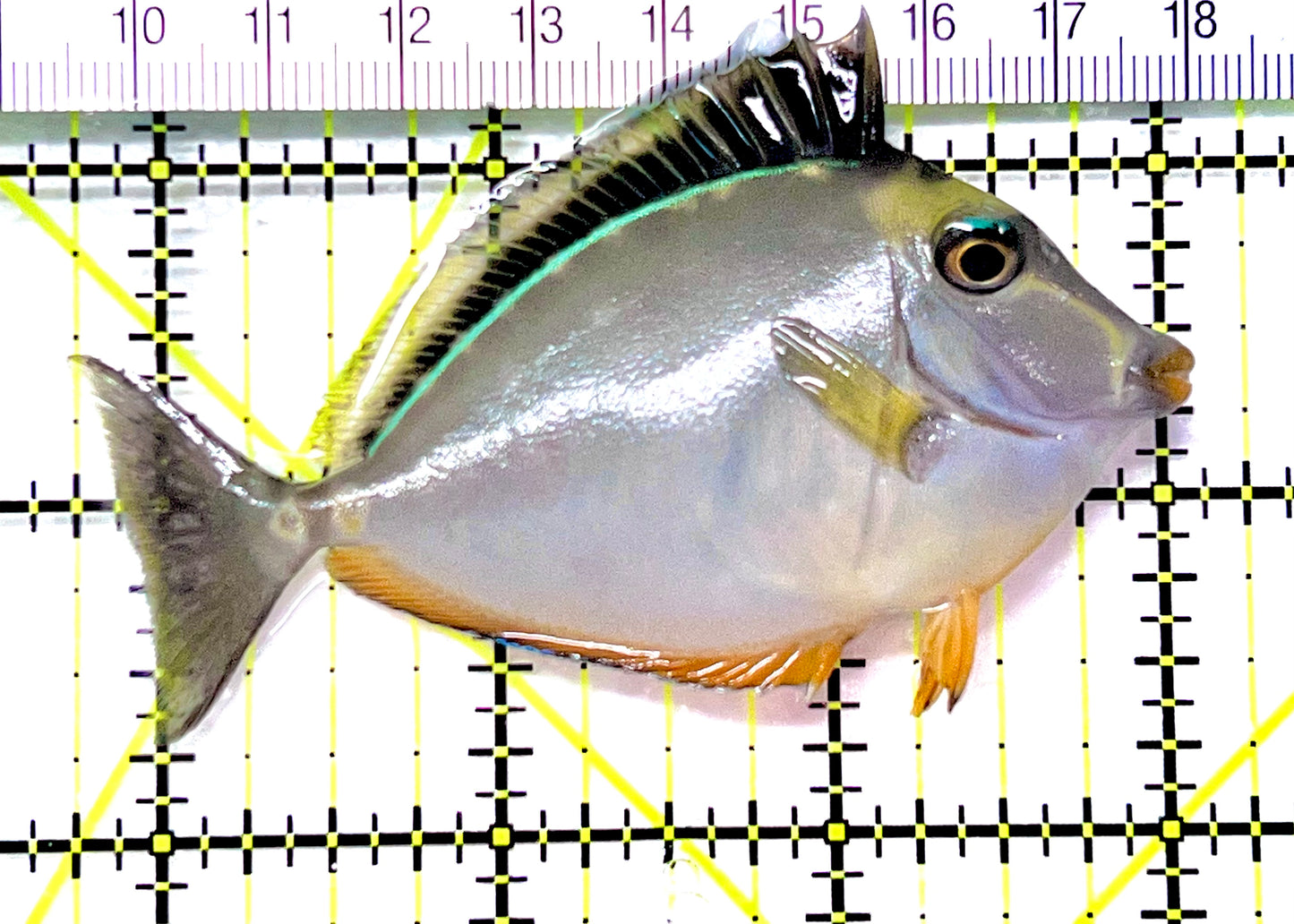 Naso Tang NT090201 WYSIWYG Size: M 3.25" approx