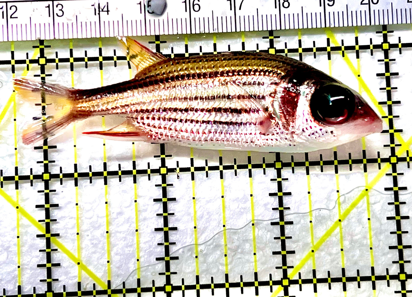 Striped Squirrelfish SS090202 WYSIWYG Size: ML 3.25" approx