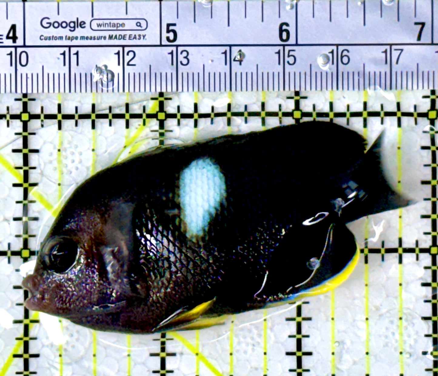 Keyhole Angelfish KA111902 WYSIWYG Size: L 3" approx