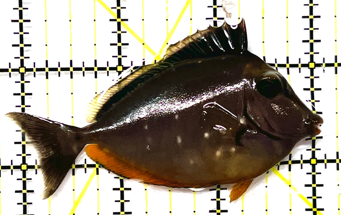 Naso Tang NT090201 WYSIWYG Size: M 3.25" approx