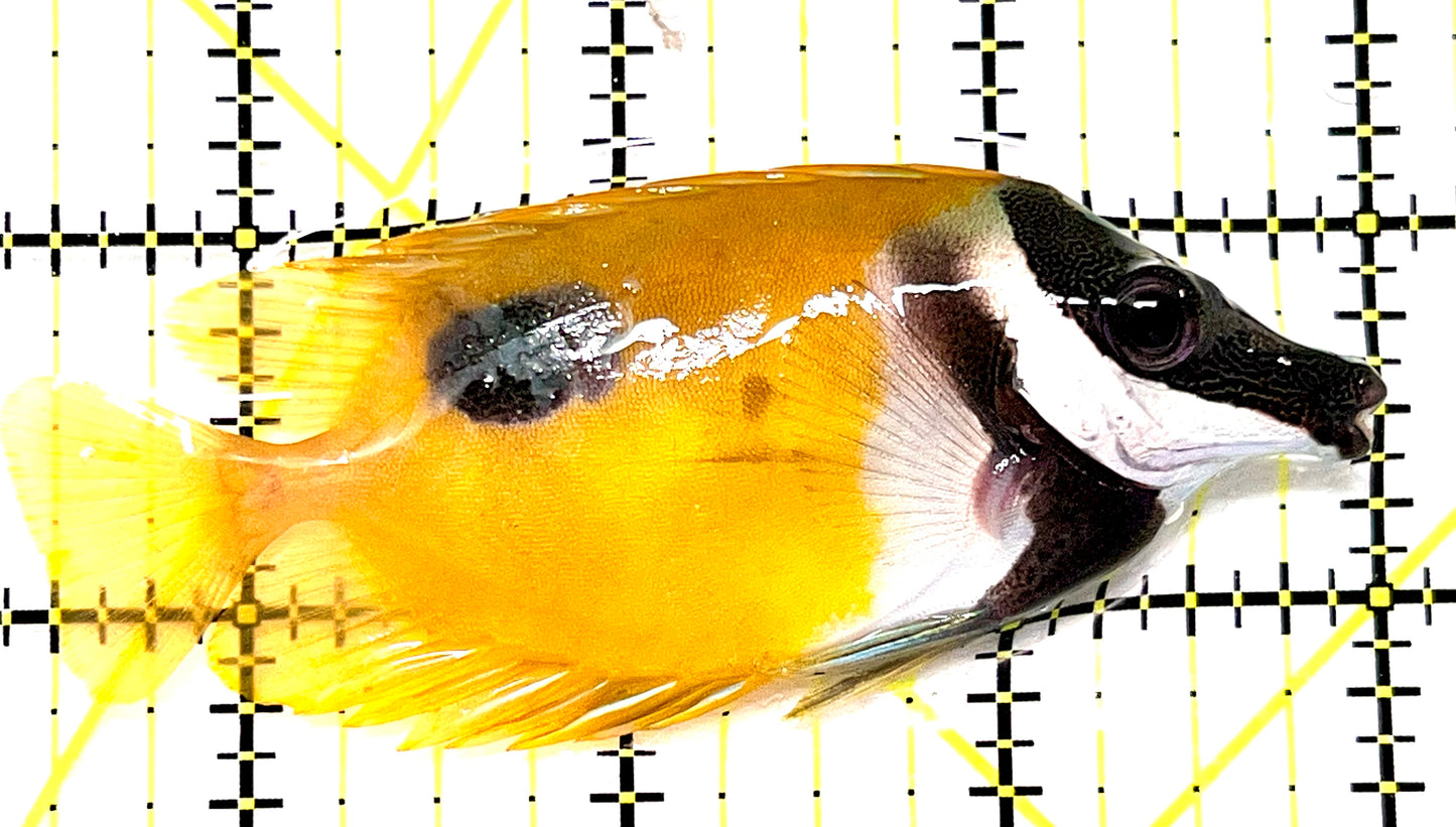 Onespot Foxface OF090101 WYSIWYG Size: ML 3.5" approx