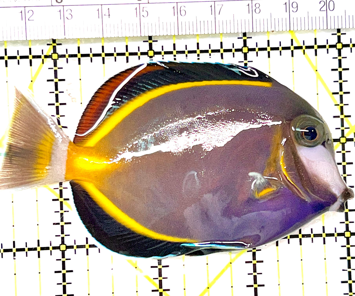 Powder Brown Tang PBT090102 WYSIWYG Size: L 3.5" approx