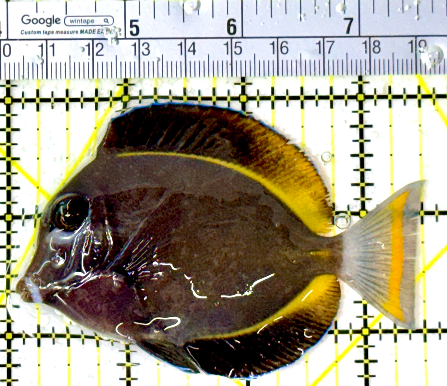 Gold Rim Tang GRT111909 WYSIWYG Size: ML 3.5" approx