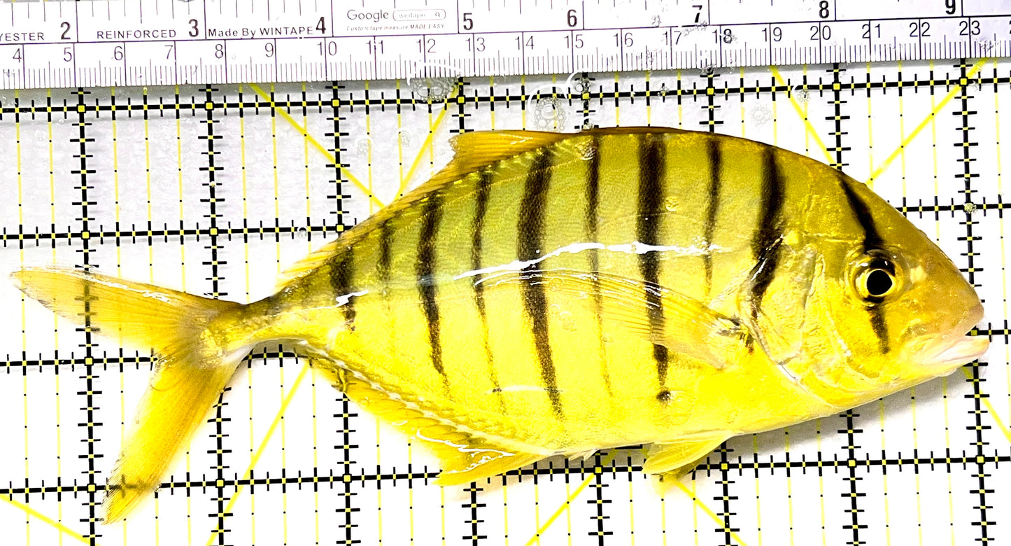 Gold Black Pilot Fish GBPF090102 WYSIWYG Size: XXXL 7.5" approx