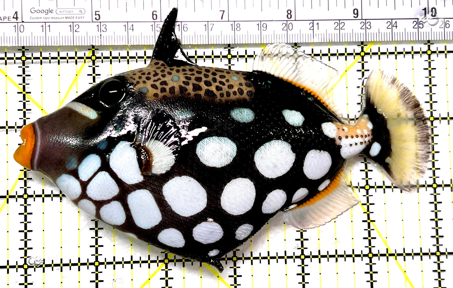 Clown Triggerfish CT090101 WYSIWYG Size: XL 6.25" approx