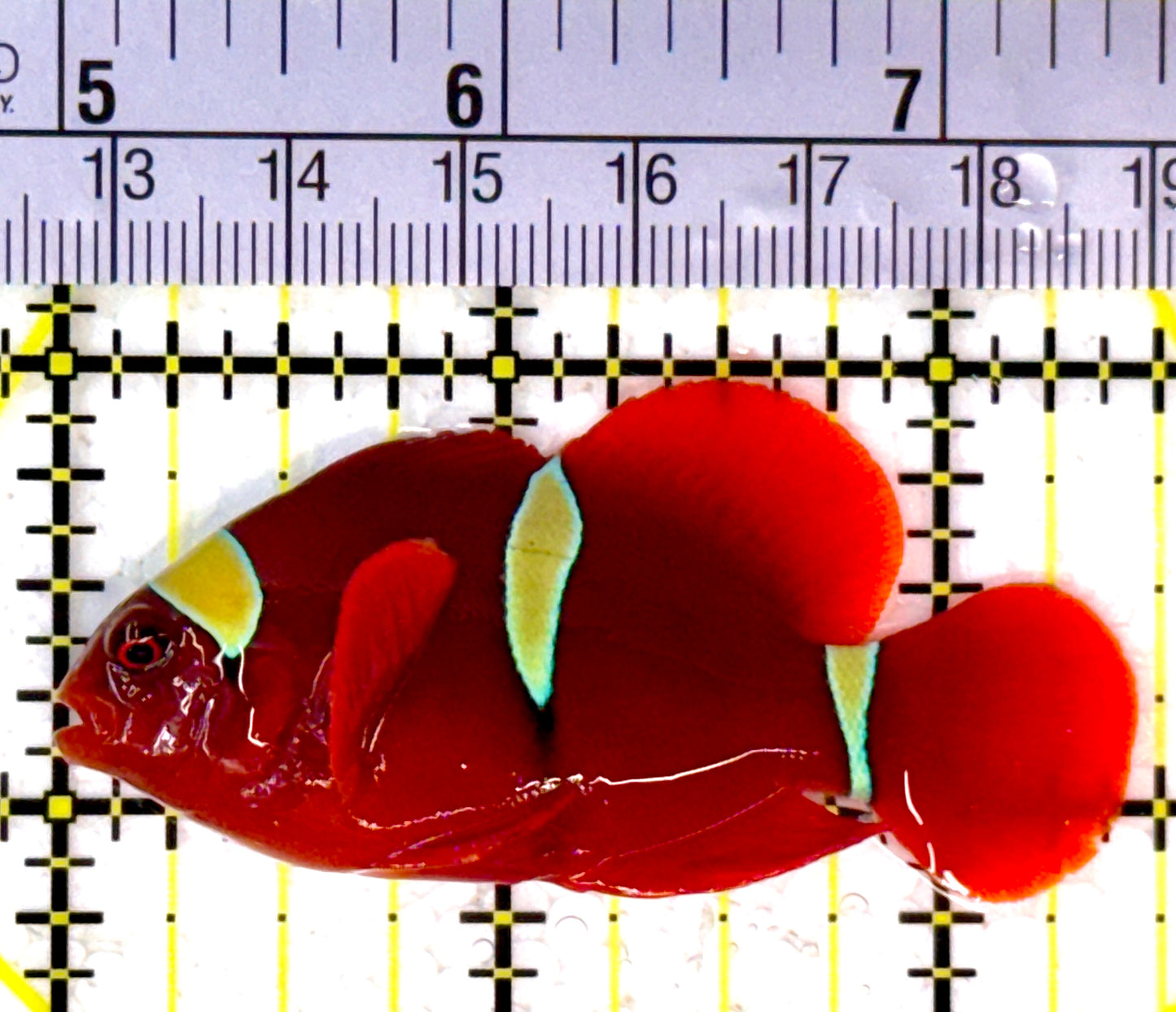 Gold Bar Maroon Clownfish Bali Grade A (Wild Caught) GBMCBGA111909 WYSIWYG Size: ML 2.5" approx