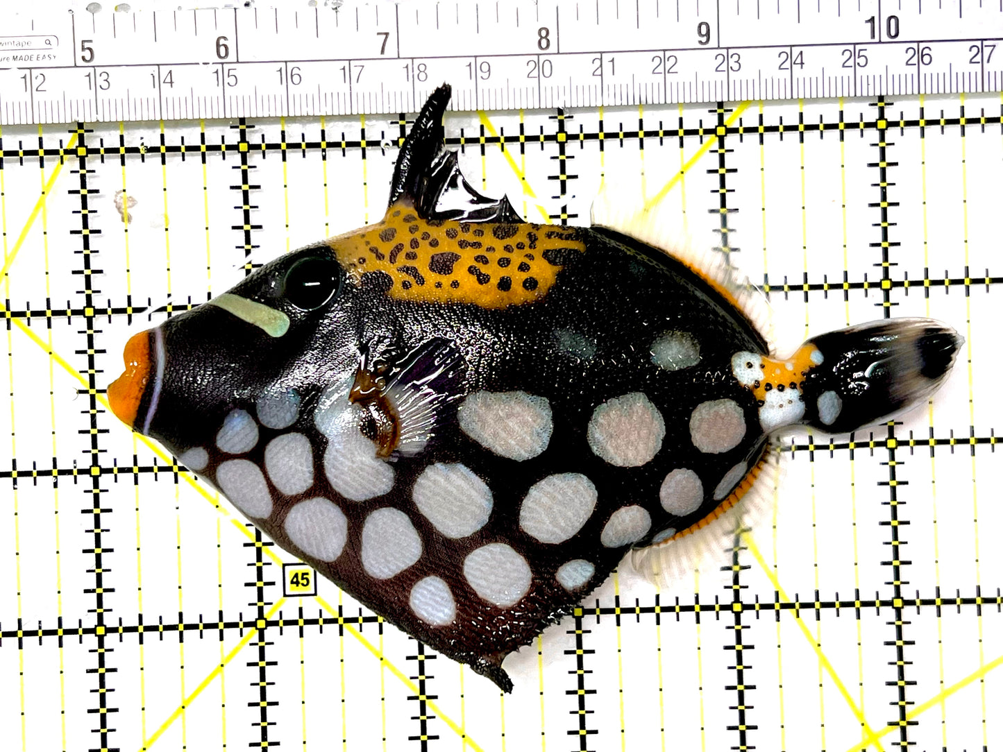 Clown Triggerfish CT090102 WYSIWYG Size: L 5.5" approx
