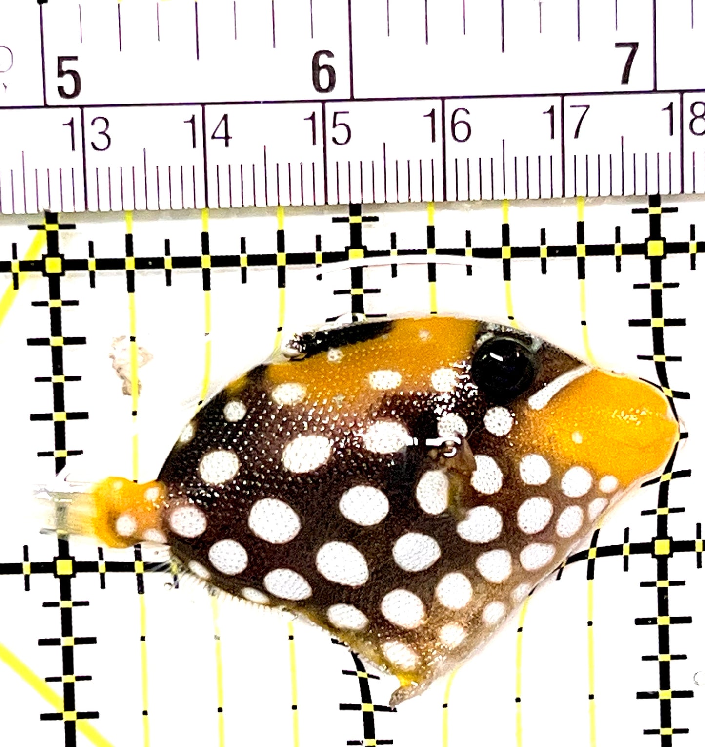 Clown Triggerfish CT090103 WYSIWYG Size: SM 2.25" approx