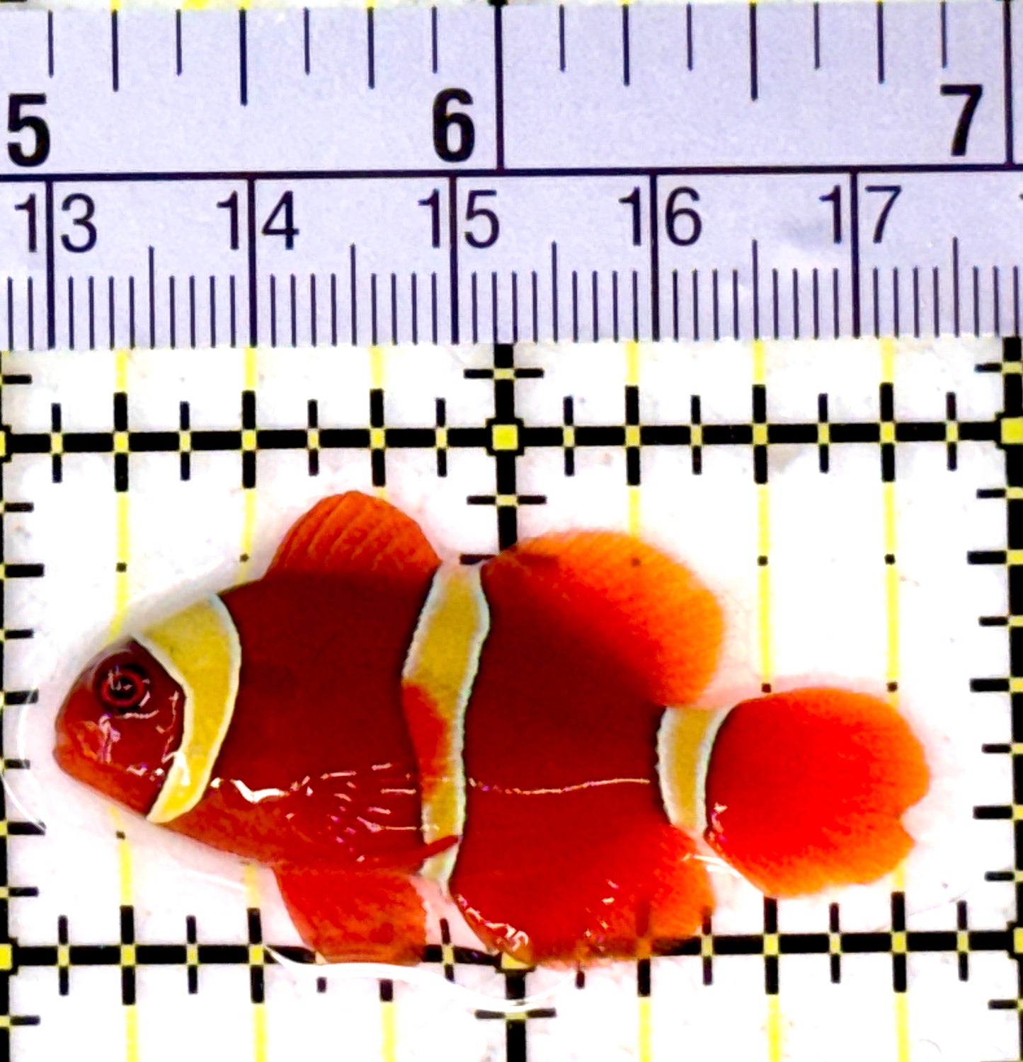 Gold Bar Maroon Clownfish Bali Grade A (Wild Caught) GBMCBGA111910 WYSIWYG Size: M 1.5" approx