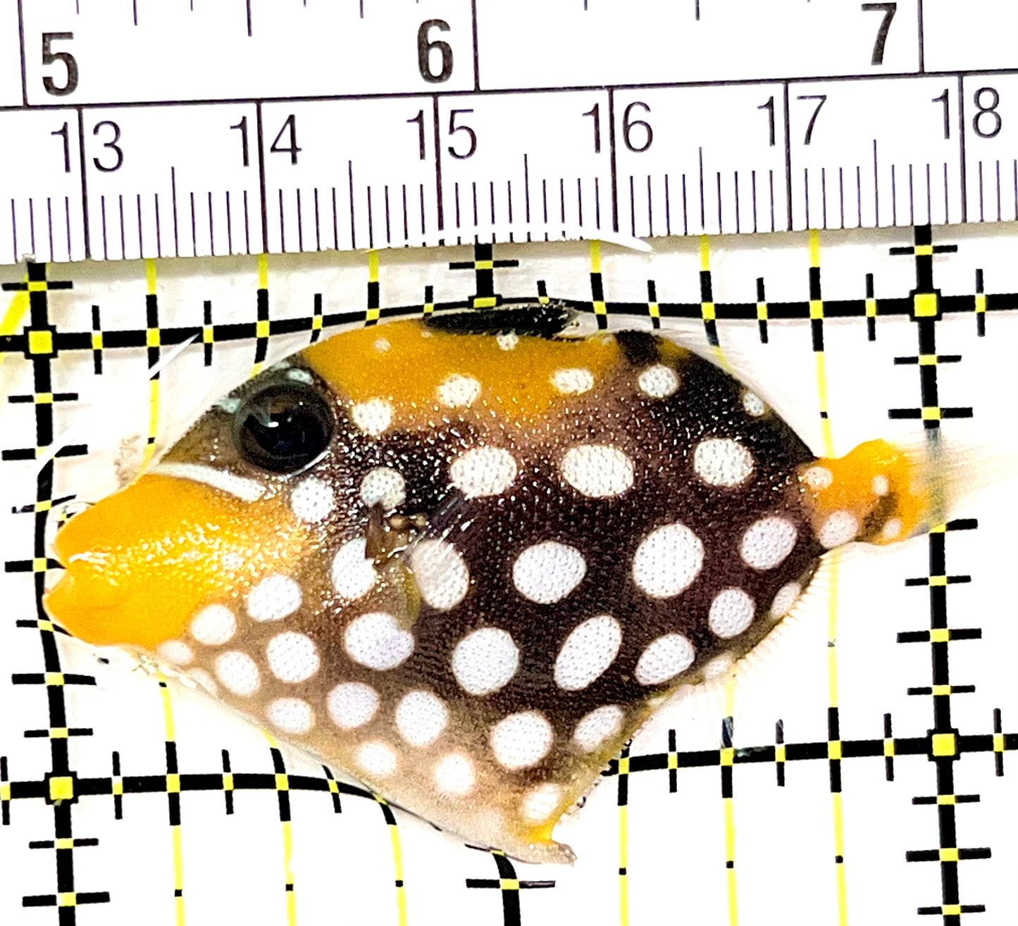 Clown Triggerfish CT090104 WYSIWYG Size: SM 2.25" approx