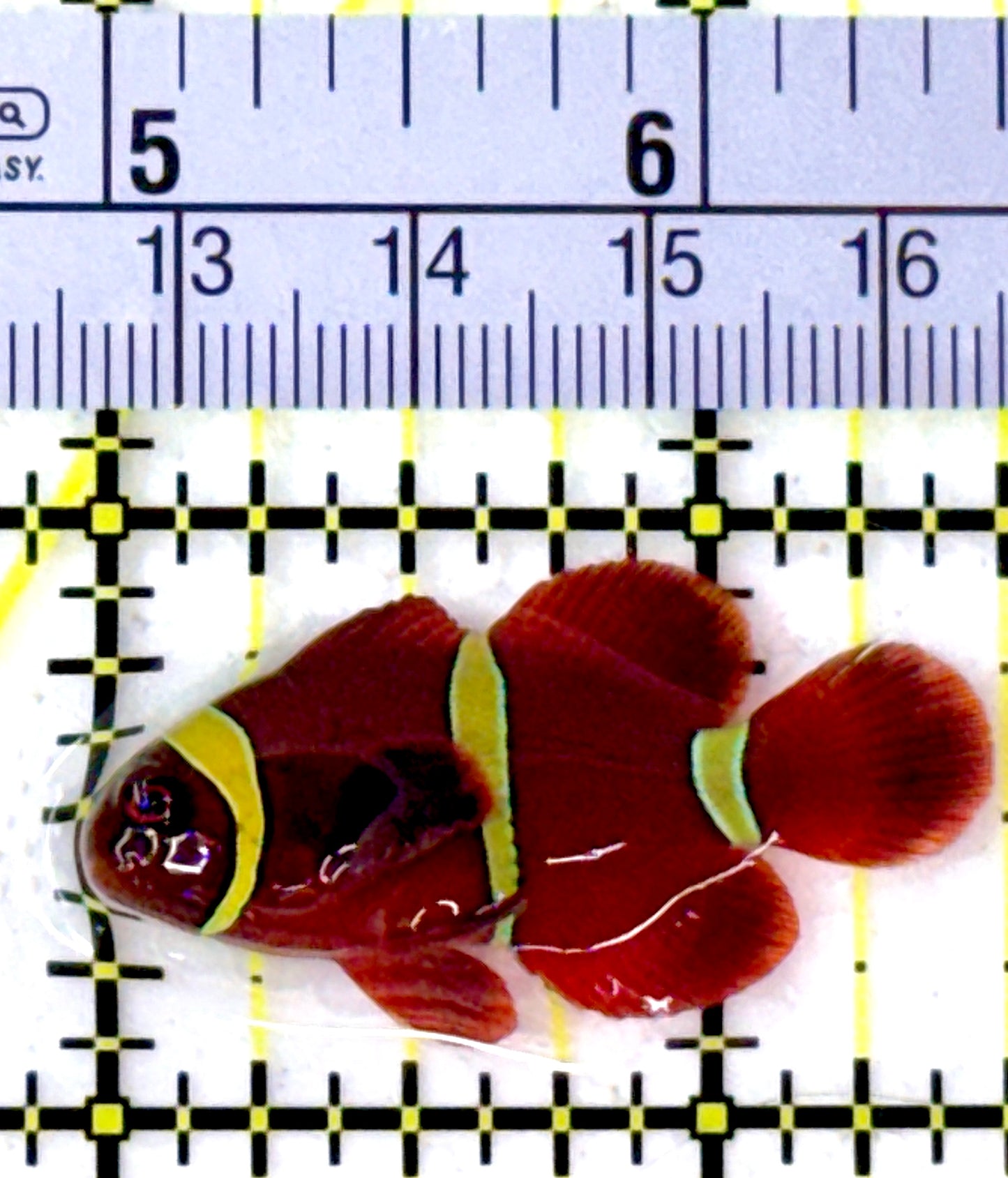 Gold Bar Maroon Clownfish Bali Grade A (Wild Caught) GBMCBGA111911 WYSIWYG Size: M 1.5" approx