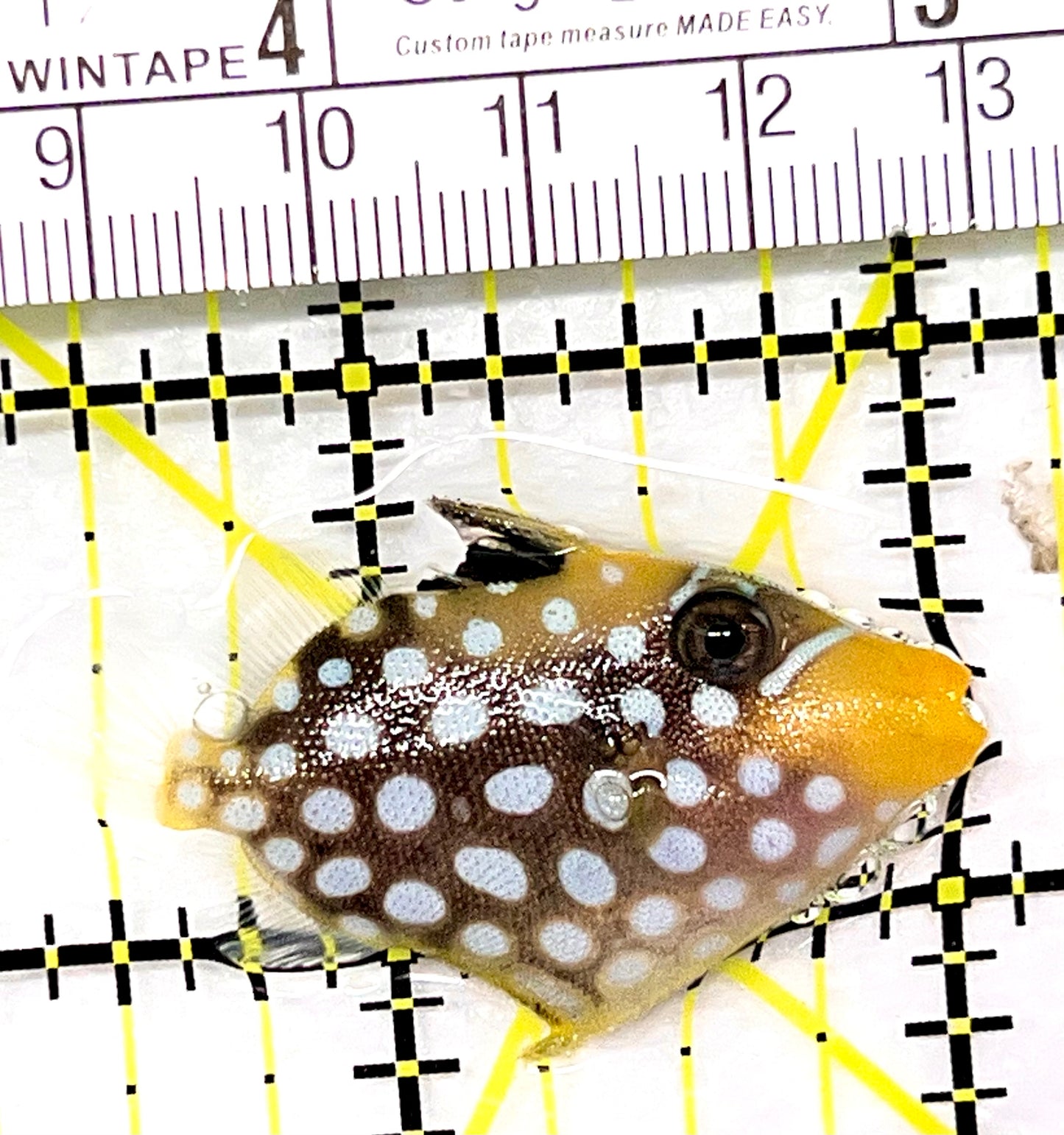 Clown Triggerfish CT090105 WYSIWYG Size: S 1.5" approx