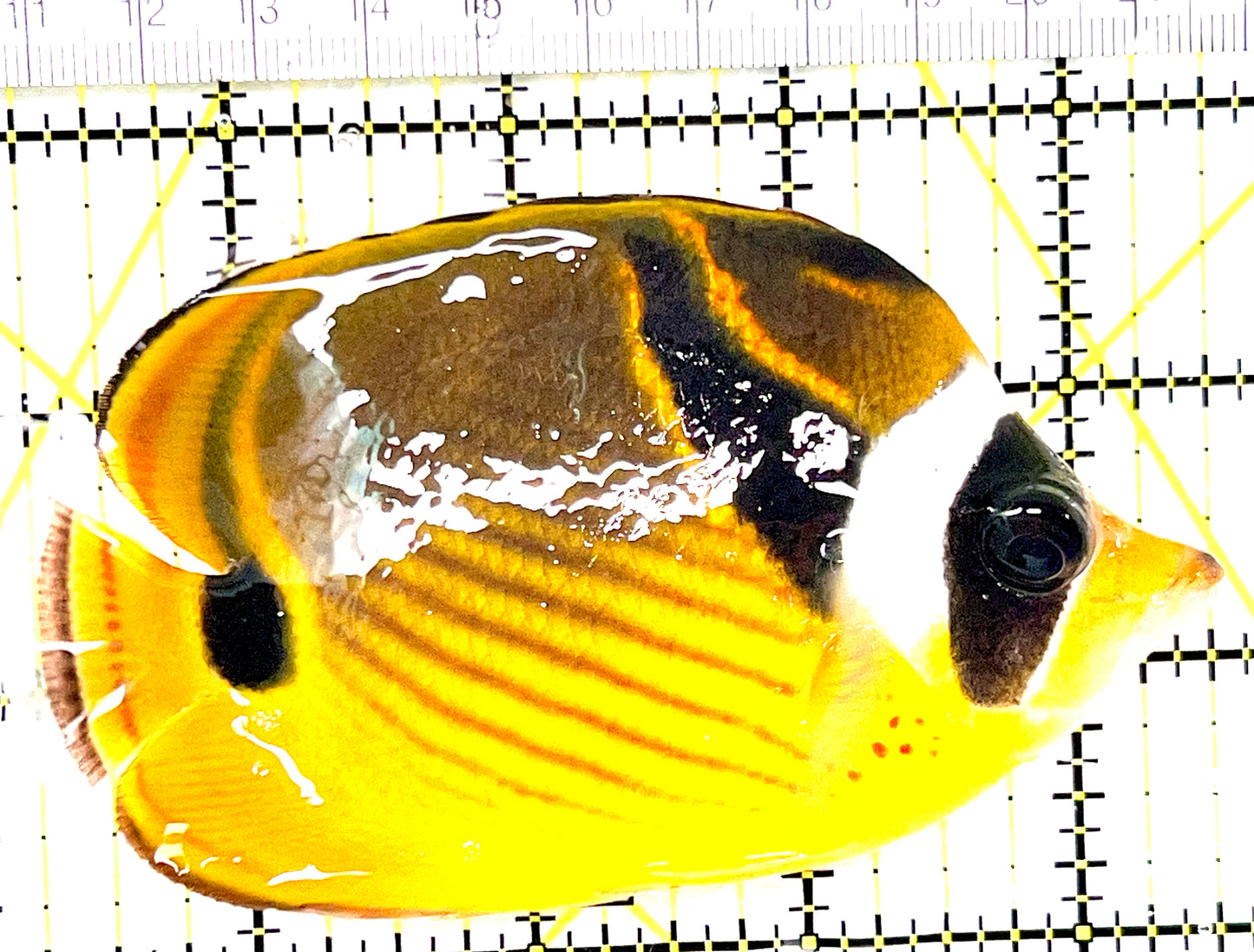 Raccoon Butterflyfish RB090101 WYSIWYG Size: L 4.25" approx