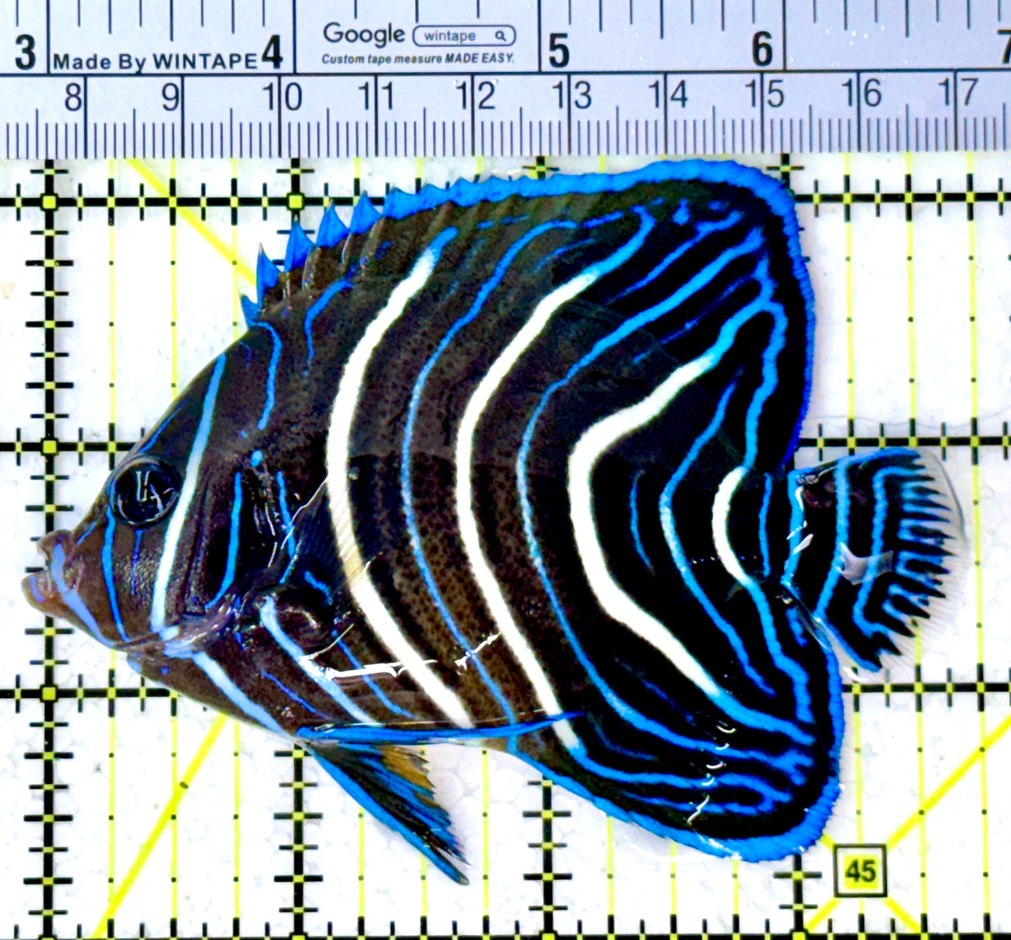 Koran Angelfish Juvenile KAJ111901 WYSIWYG Size: L 3.75" approx
