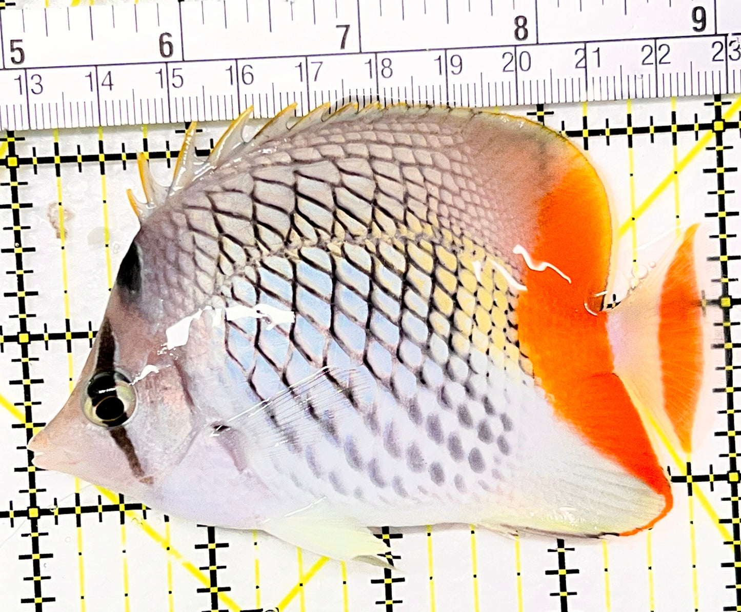 Pearlscale Butterflyfish PB090201 WYSIWYG Size: M 4" approx