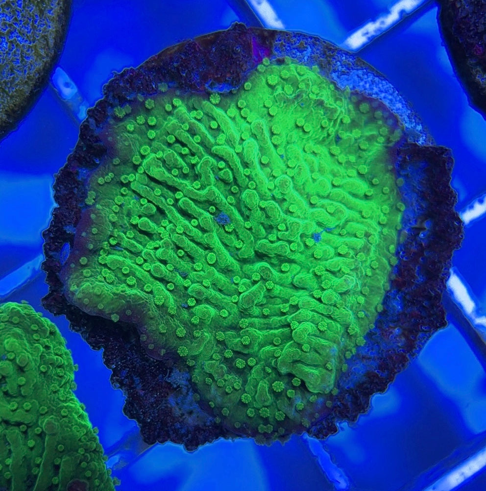 Crystal Experiment Montipora