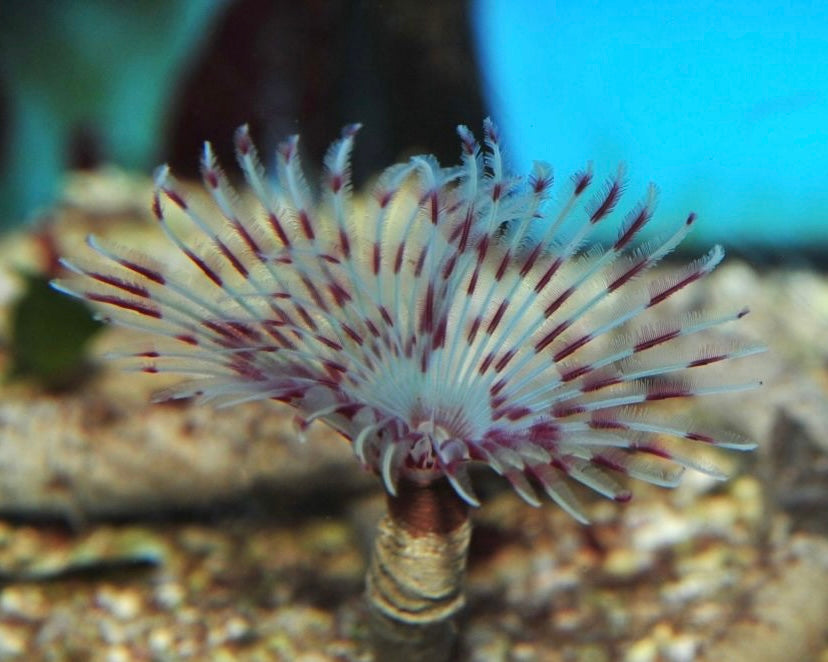 Pink White Feather Duster