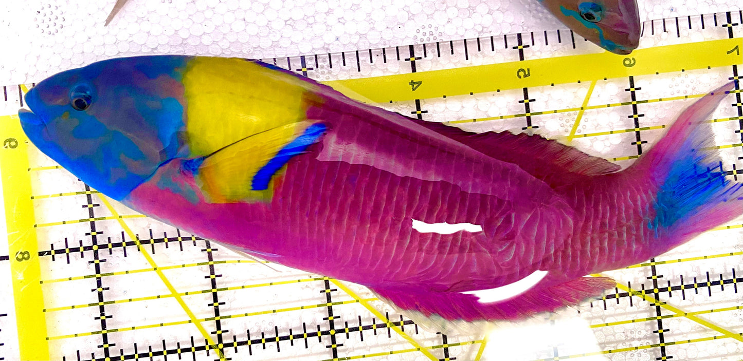 Pink Paddlefin Wrasse Size: Tiny 1" or Below
