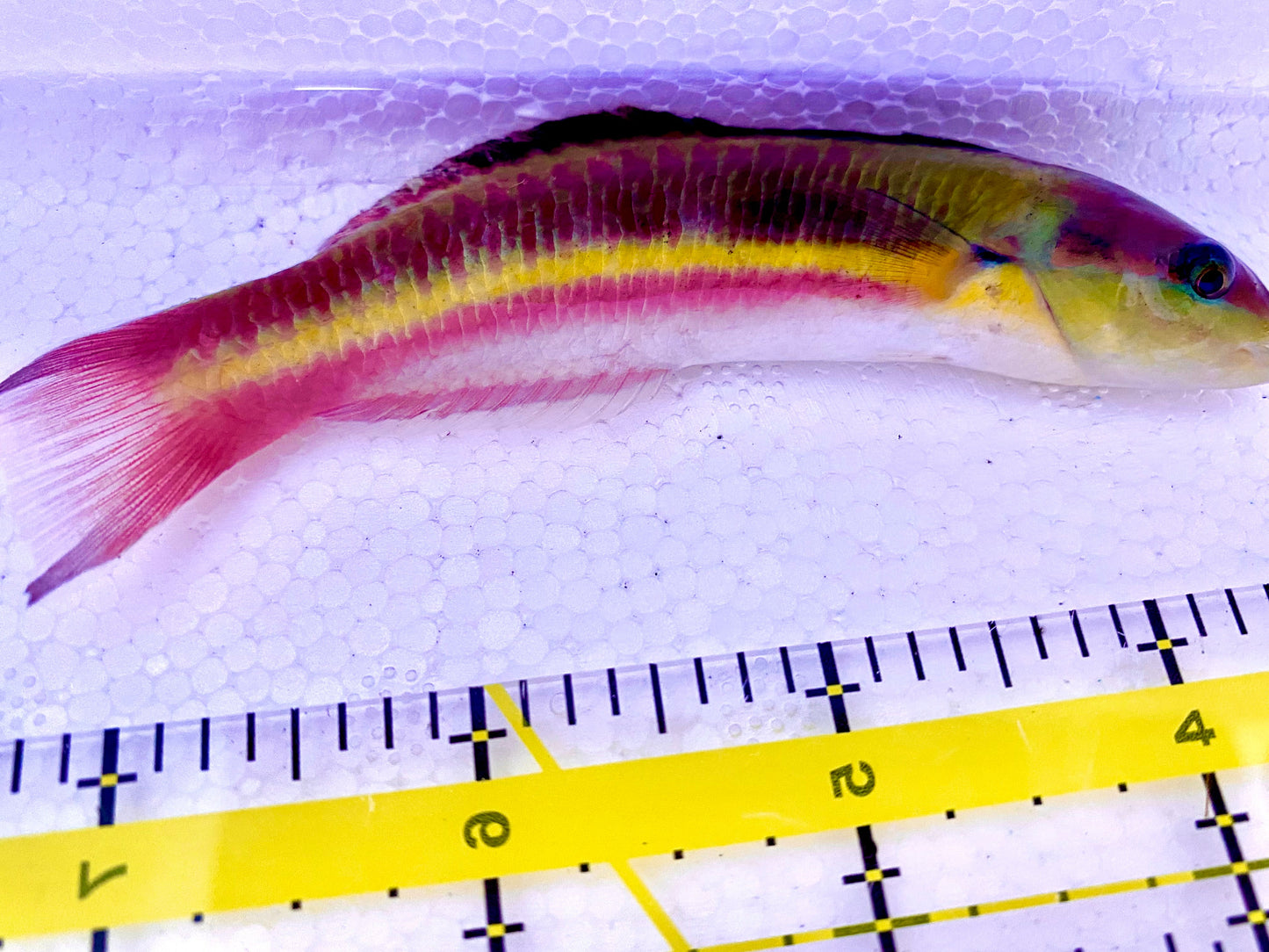 Pink Paddlefin Wrasse Size: Tiny 1" or Below
